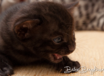 Bengal melanistic